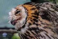 PARQUE DAS AVES - foz-do-iguaCu