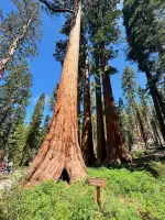 PARQUE NACIONAL DE YOSEMITE - CALIFORNIA
