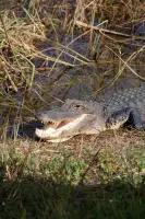 PARQUE NACIONAL DE LOS EVERGLADES - FLORIDA