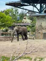 ZOOLÓGICO DE SAN DIEGO - SAN DIEGO