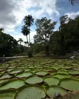 JARDÍN BOTÁNICO DE RÍO DE JANEIRO - RIO-DE-JANEIRO
