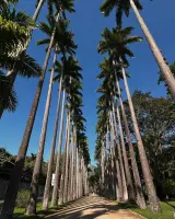 JARDÍN BOTÁNICO DE RÍO DE JANEIRO - RIO-DE-JANEIRO
