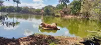 ZOOLÓGICO DE BRASILIA - BRASÍLIA