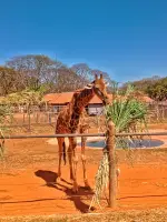 ZOOLÓGICO DE BRASILIA - BRASÍLIA